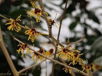Hamamelis Coombe Wood - mollis 2015 02 07 3206